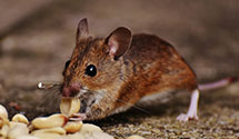 24 Hour & Emergency Exterminators in Bainbridge, PA
